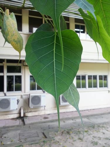 鹿仔葉|構樹 (台灣博物館都市綠地生態監測) iNaturalist